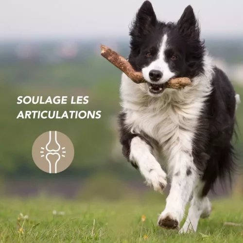 Complexe articulaire renforcé – Image 2