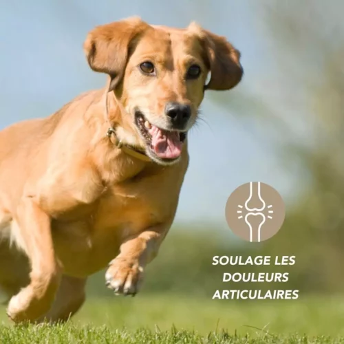 Complexe liquide souplesse corporelle – Image 3