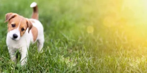 Read more about the article Natural complementary foods for dog health