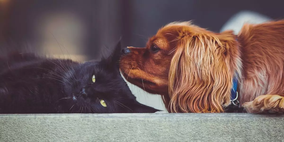 Lire la suite à propos de l’article Argent colloïdal pour animaux