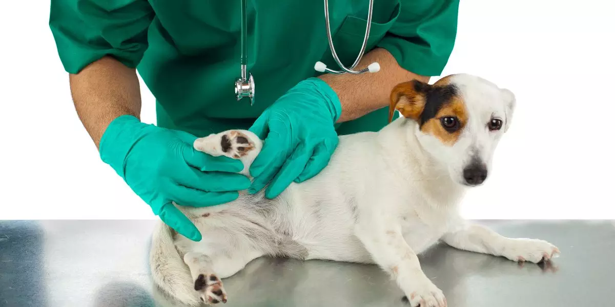 Arthrose chez le Chien : Causes et Traitements Naturels ?