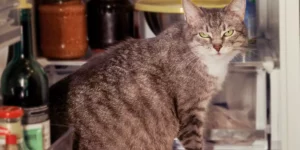 Lire la suite à propos de l’article Ces aliments du quotidien qui sont toxiques pour les chats