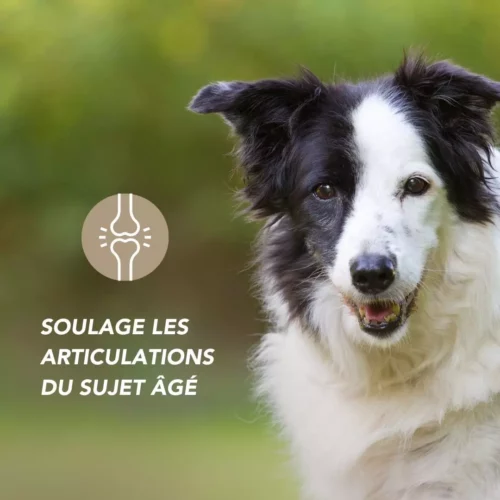 Moule verte – Image 2