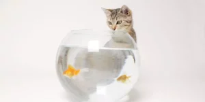 Lire la suite à propos de l’article Chats et poissons en aquarium : une cohabitation possible ?