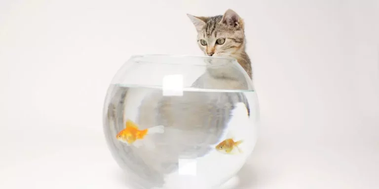 Lire la suite à propos de l’article Chats et poissons en aquarium : une cohabitation possible ?