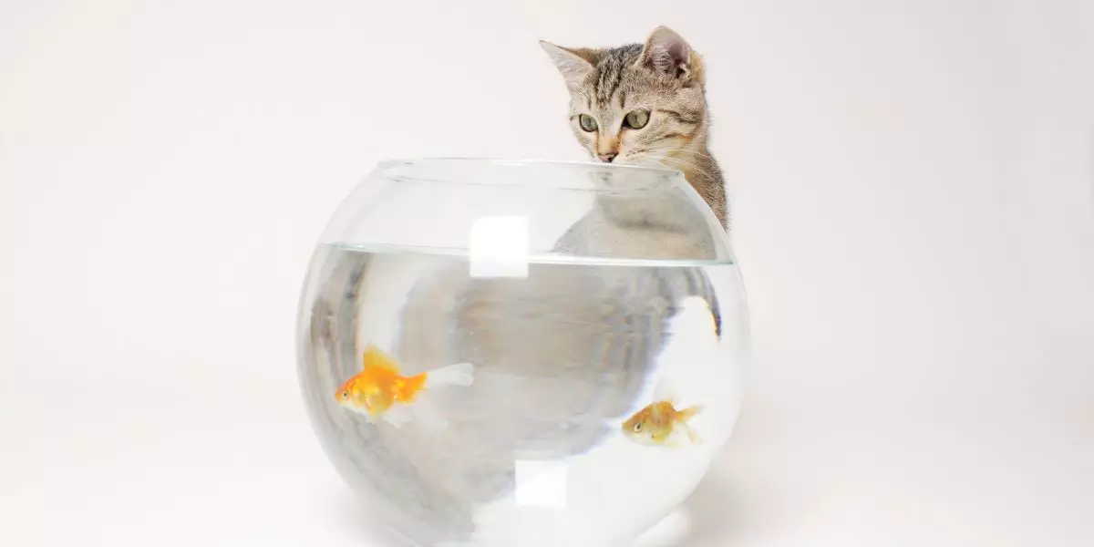 You are currently viewing Chats et poissons en aquarium : une cohabitation possible ?