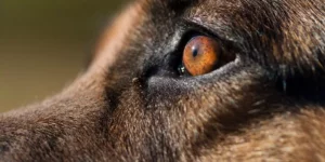 Lire la suite à propos de l’article Chien & Chat – La Cataracte : Cause, symptôme, traitement