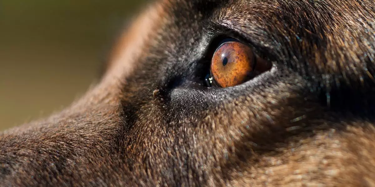 You are currently viewing Chien & Chat – La Cataracte : Cause, symptôme, traitement