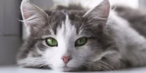 Lire la suite à propos de l’article Comment améliorer la vision de votre chien ou chat ?