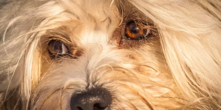 Lire la suite à propos de l’article Comment améliorer la vue de son chien ?