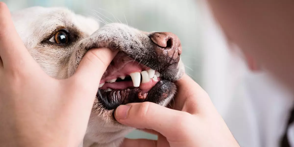 You are currently living How to remove a dog's tartar naturally?