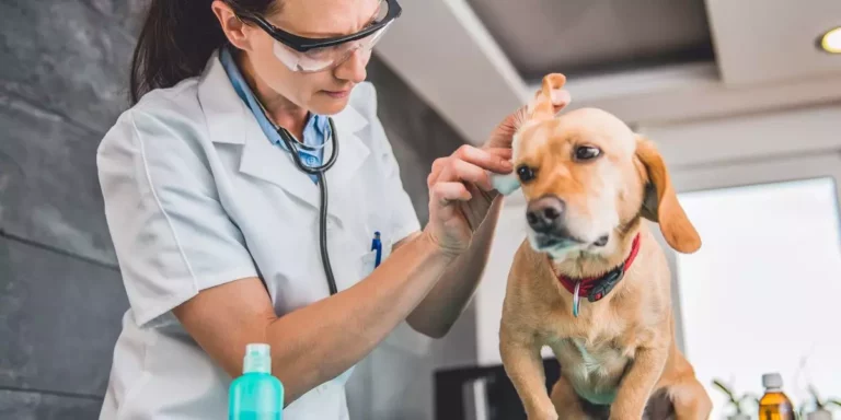 Lire la suite à propos de l’article Comment soigner l’eczéma dans les oreilles d’un chien ?