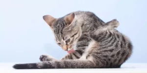 Lire la suite à propos de l’article Infection urinaire chez le chat : traitement naturel