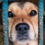 Je ne peux plus garder mon chien : Comment faire ?