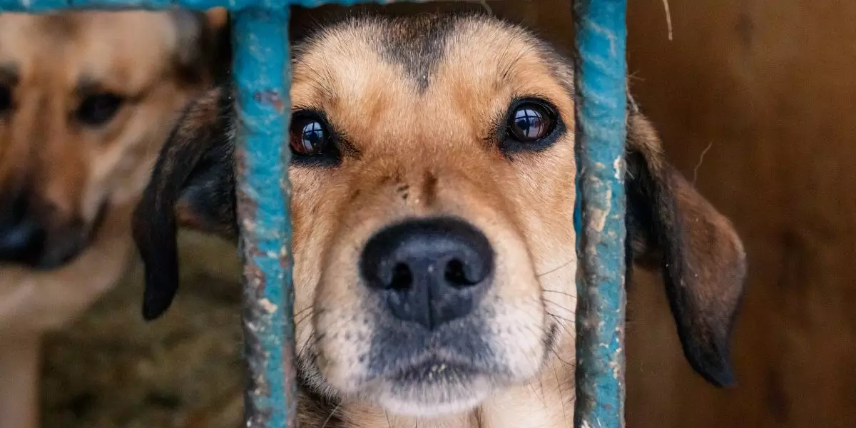 You are currently viewing Je ne peux plus garder mon chien : Comment faire ?