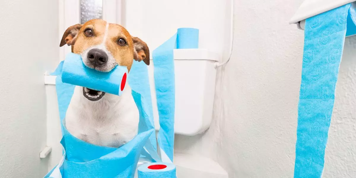You are currently viewing Mon chien est constipé : quelle est la solution ?