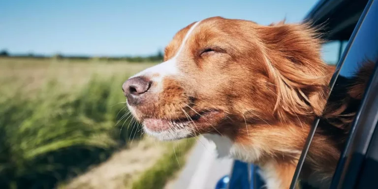 Lire la suite à propos de l’article Partir en vacances avec son chien: nos conseils pour un séjour au top