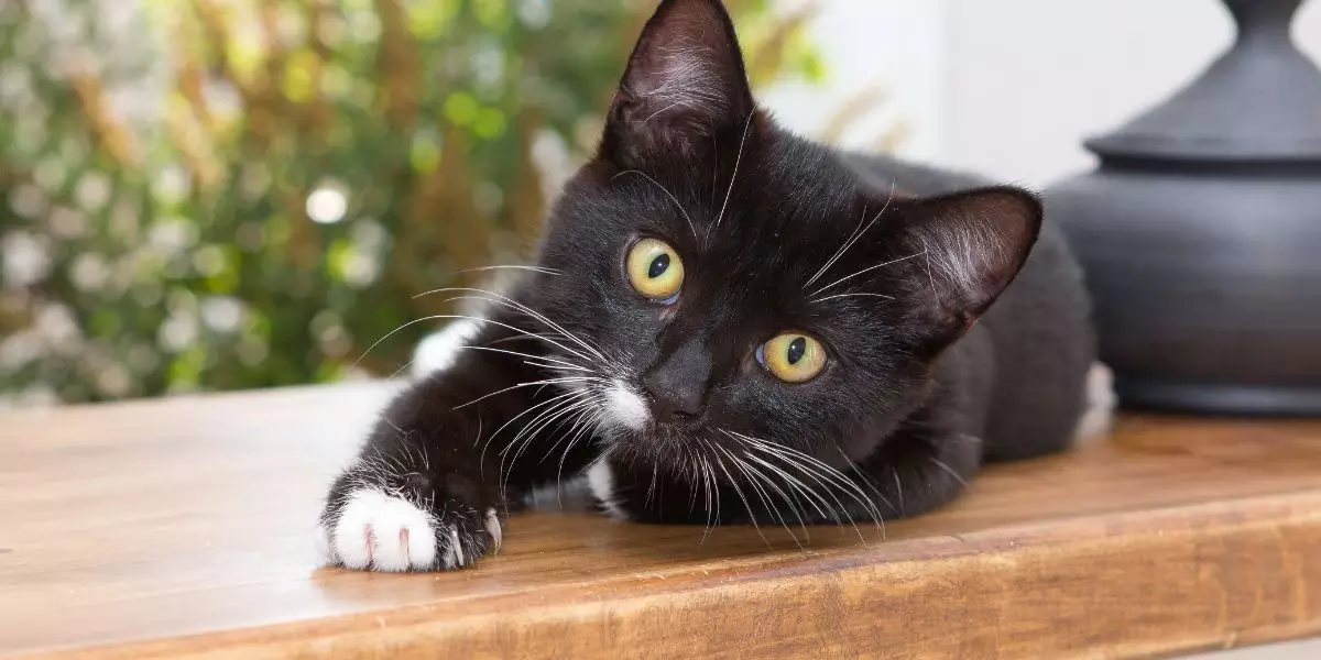 You are currently viewing Pourquoi mon chat fait pipi partout ?