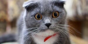 Lire la suite à propos de l’article Pourquoi mon chat pète beaucoup ? Dire stop au gaz intestinaux