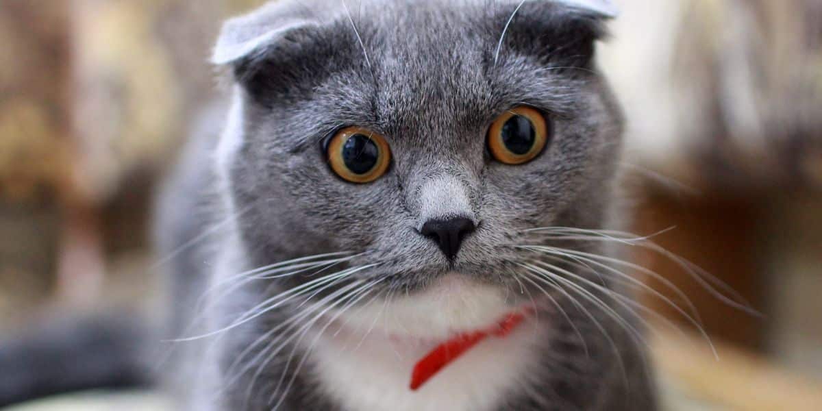 You are currently living Why is my cat farting a lot? Say stop with intestinal gas