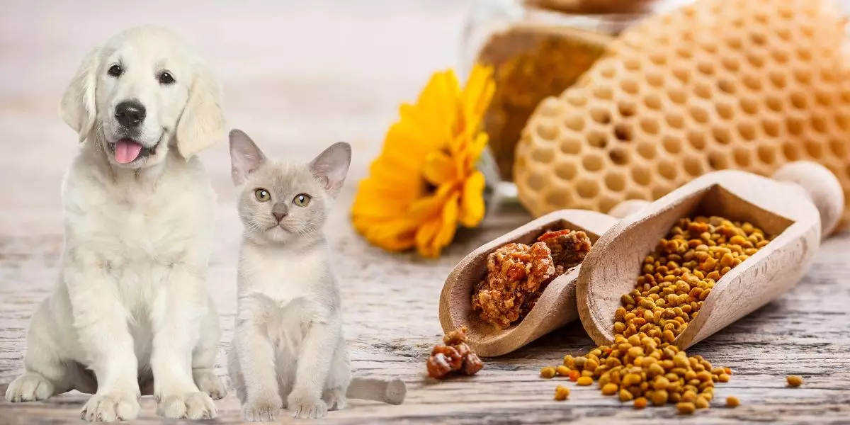 You are currently viewing Propolis pour soigner les chats et les chiens