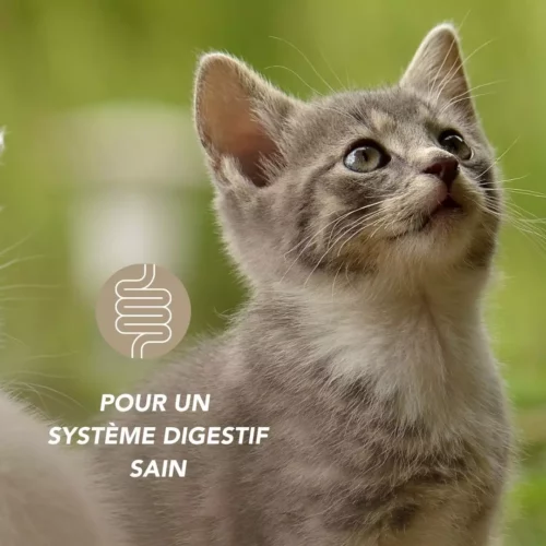Psyllium Blond Bio – Image 3