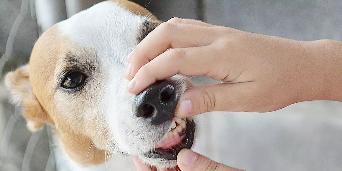 You are currently living What is stomatitis? Oral disease in the dog.