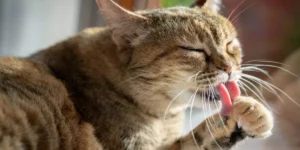 Read more about the article Care and hygiene with natural products for dogs and cats