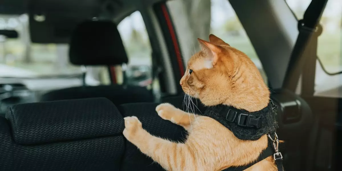 You are currently viewing Soulager le mal des transports chez le chien et le chat