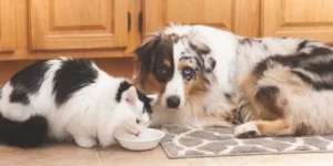 Read more about the article Dog and cat digestive disorders: causes and solutions
