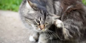 Lire la suite à propos de l’article Vermifuge naturel chat remède de grand-mère