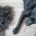 La Mue chez le chien : Période, Brossage et Soin du Poils