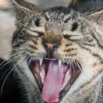 Mon chat pue de la gueule : Mauvaise haleine du chat que faire