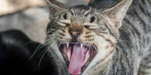 Read more about the article My cat stinks of the mouth: Bad breath of the cat what to do