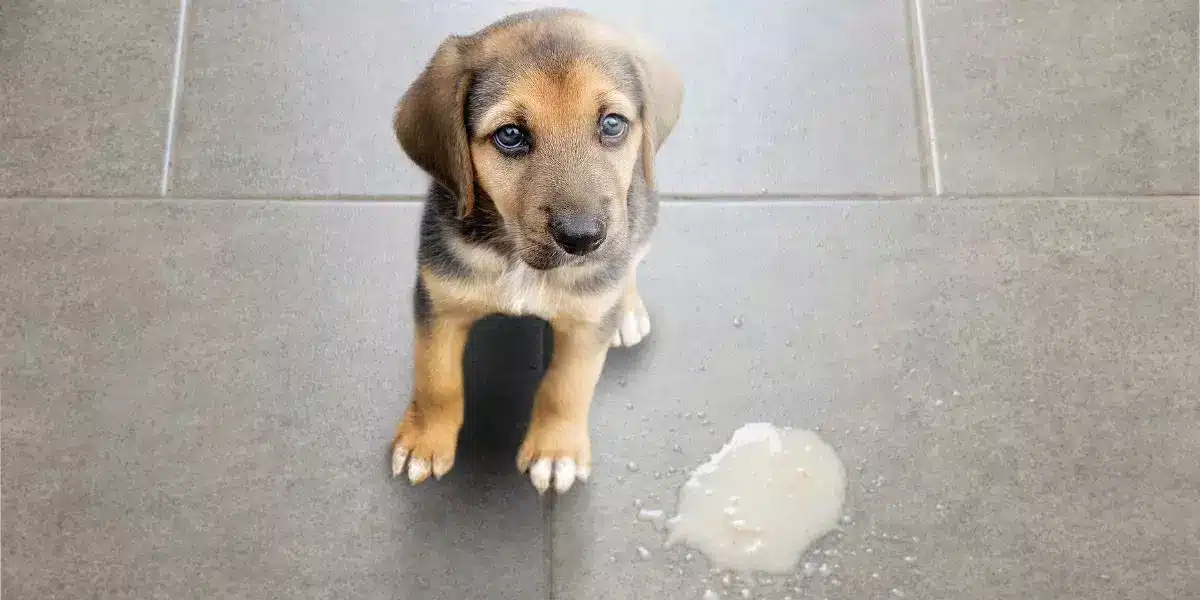 You are currently living My dog vomits yellow and sparkling, bile, what to do?