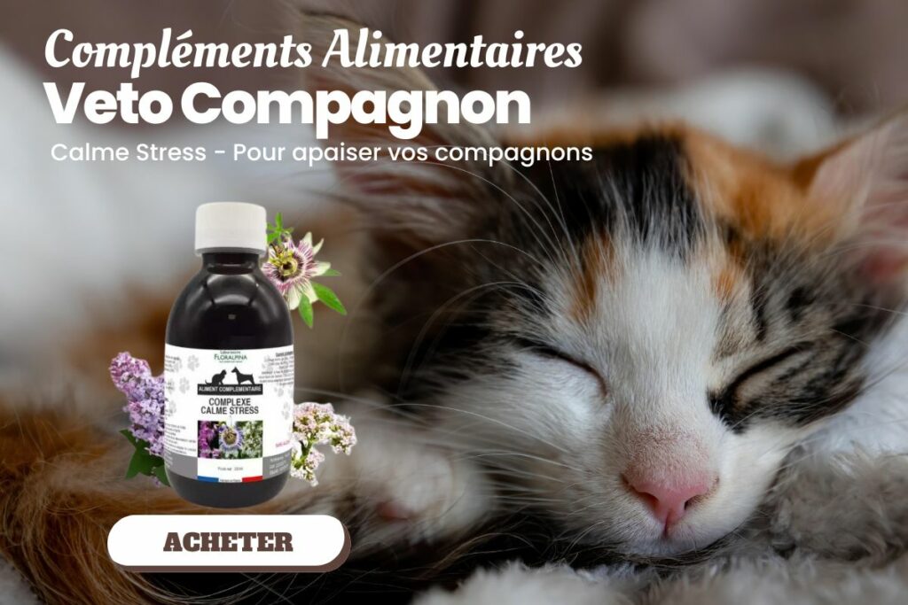 Mon chaton miaule tout le temps Veto compagnon