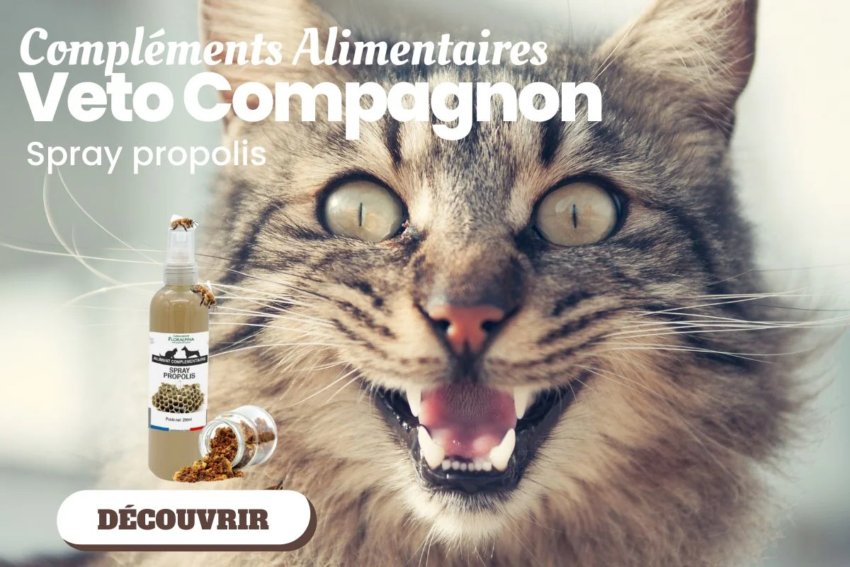 Propolis pour soigner les chats et les chiens – Veto compagnon