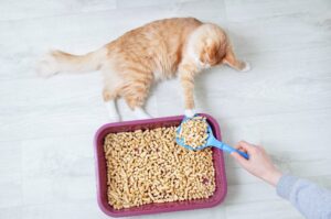 Lire la suite à propos de l’article Pourquoi mon chat évite-t-il sa litière ? Causes courantes et solutions