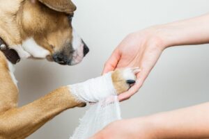 Lire la suite à propos de l’article Les dangers cachés à la maison pour vos animaux de compagnie