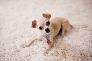 Read more about the article What are the best croquettes for a chihuahua?