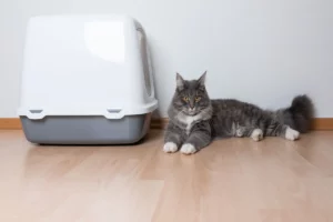 Read more about the article Which litter box to choose for your cat?