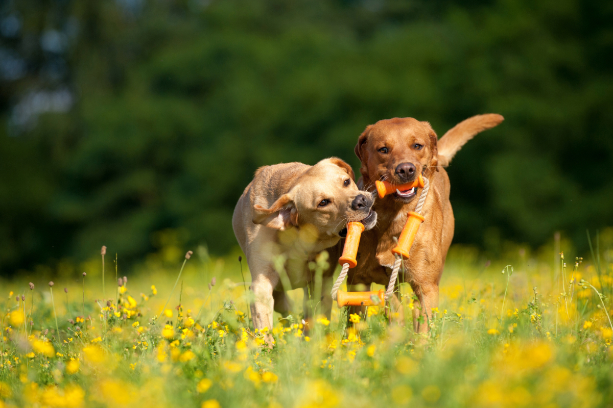 You are currently viewing Inconvénients d’avoir deux chiens