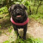 Protéger son chien contre la fugue : regard vétérinaire sur les colliers GPS