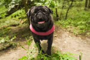Lire la suite à propos de l’article Protéger son chien contre la fugue : regard vétérinaire sur les colliers GPS