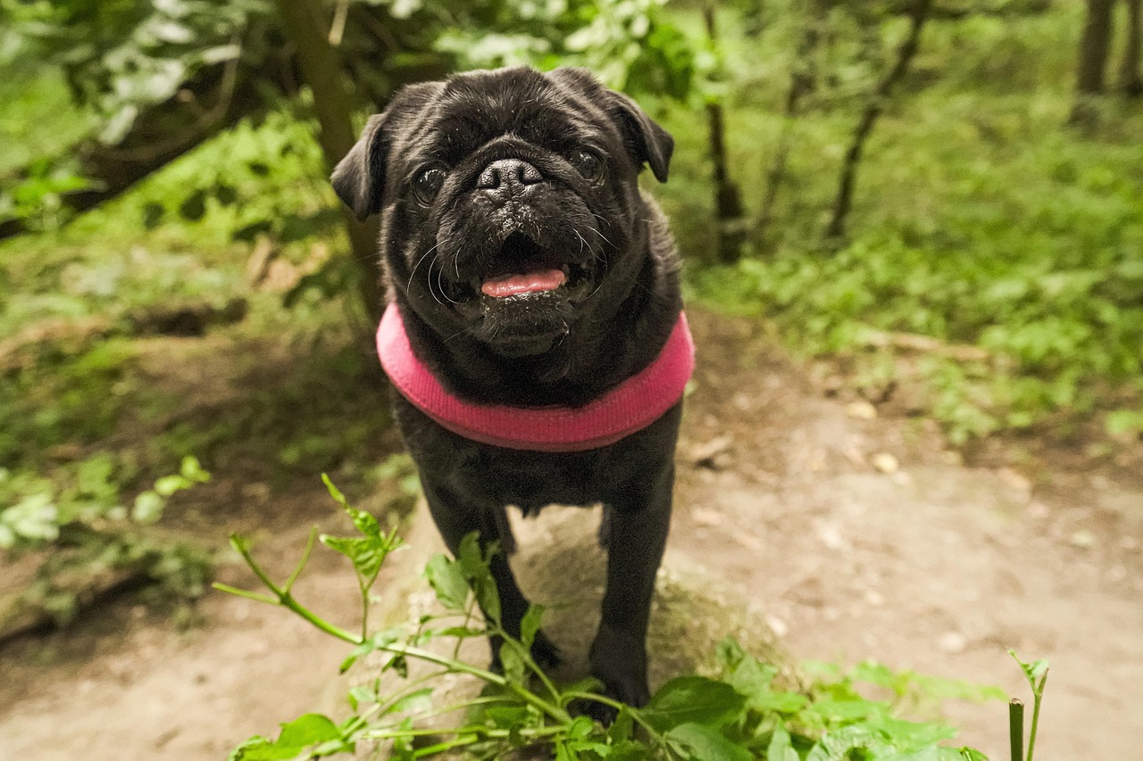 You are currently viewing Protéger son chien contre la fugue : regard vétérinaire sur les colliers GPS