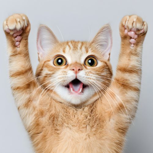 You are currently viewing Comment faire grossir un chat : guide étape par étape pour une prise de poids saine